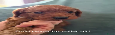 Cockapoo 8