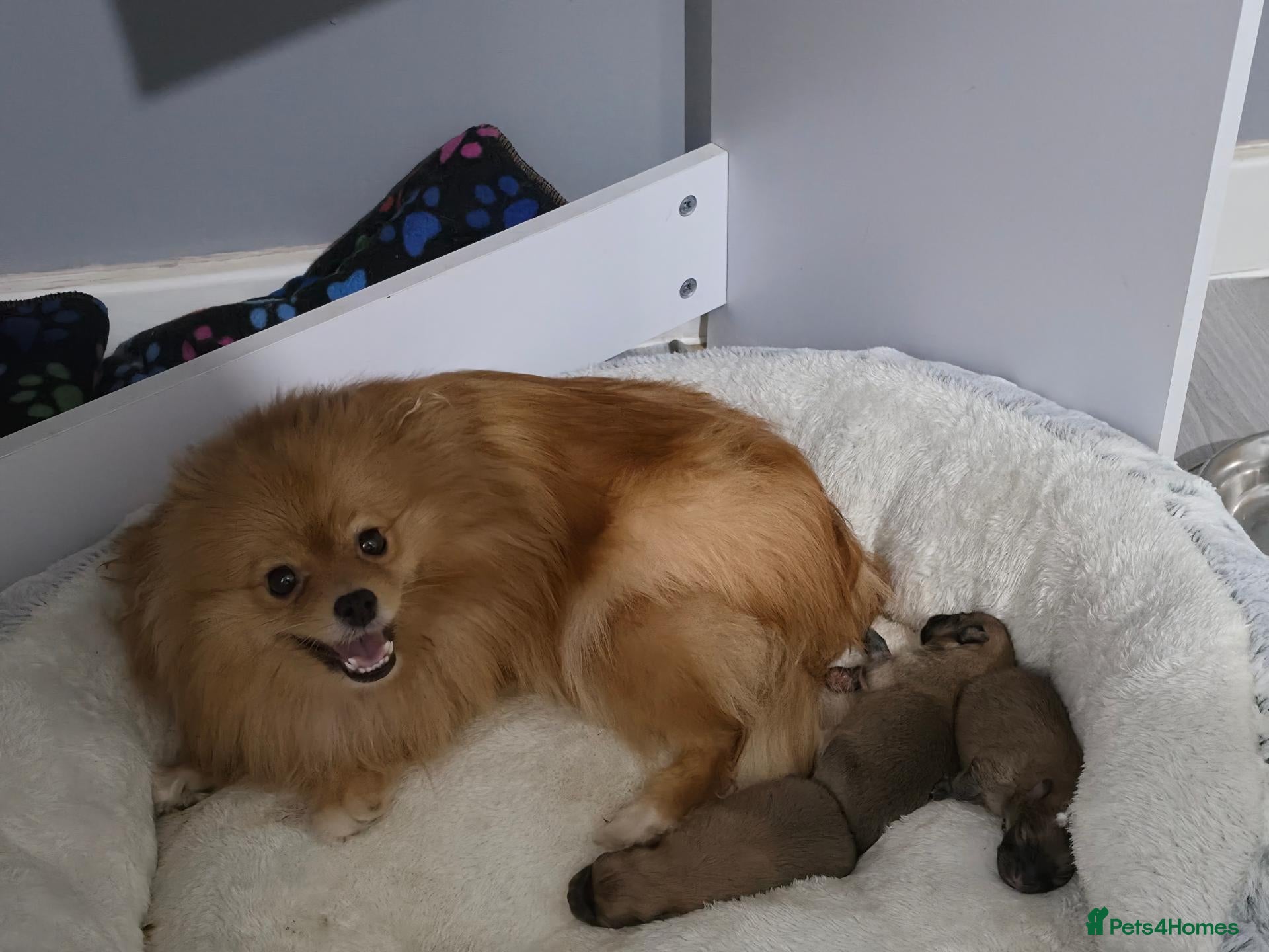 Pomeranian dogs for sale: 🐶 Beautiful Pomeranian Puppies Ready December - Advert 7