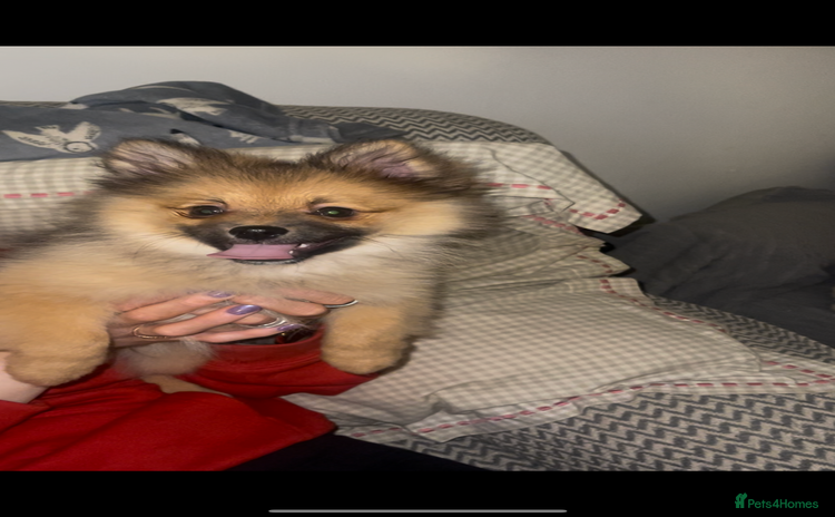 Pomeranian dogs - Advert 16