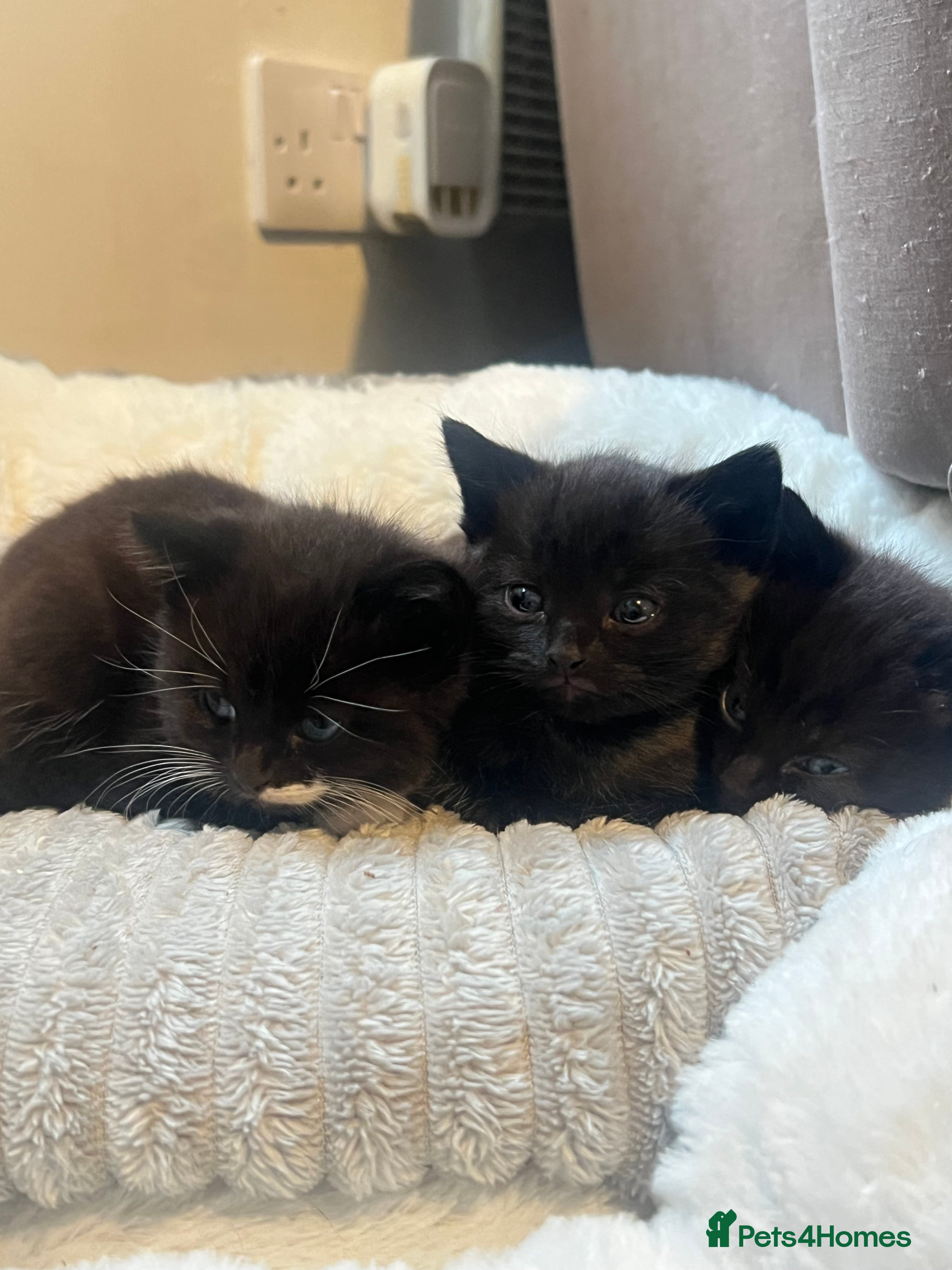 Mixed Breed cats Kittens Looking for Forever Home  - Advert 8