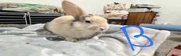 Lionhead rabbits for sale: BEAUTIFUL LIONHEAD BABY RABBITS * READY TO GO * - Advert 8