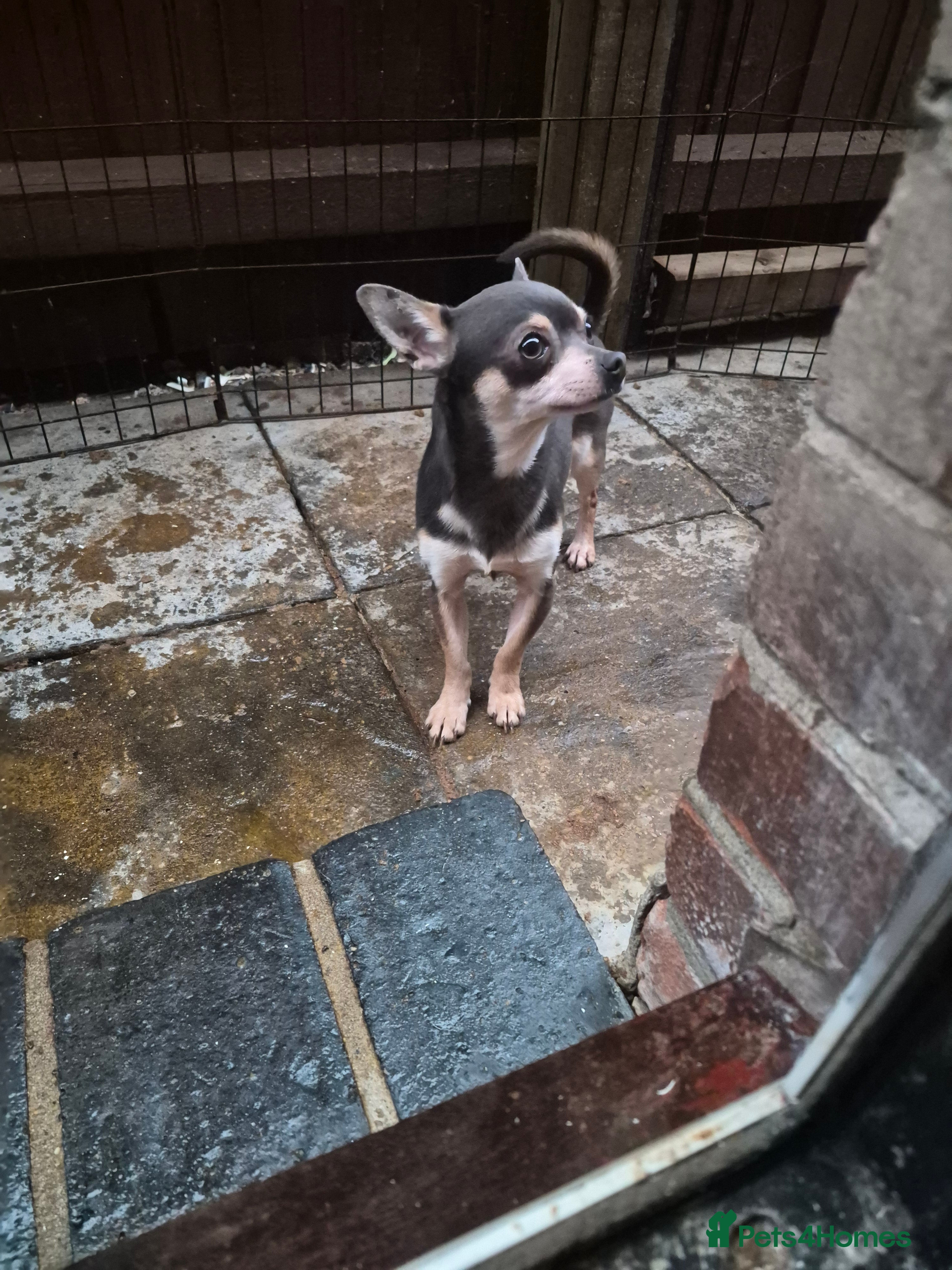 Chihuahua dogs Beautiful tri lilac boy Chihuahua  - Advert 10