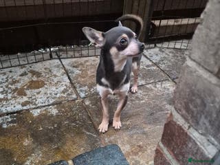 Chihuahua dogs Beautiful tri lilac boy Chihuahua - Advert 10