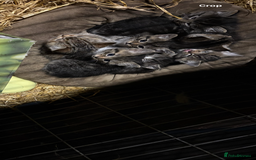 Mixed Breed cats for sale: Kittens  - Advert 2