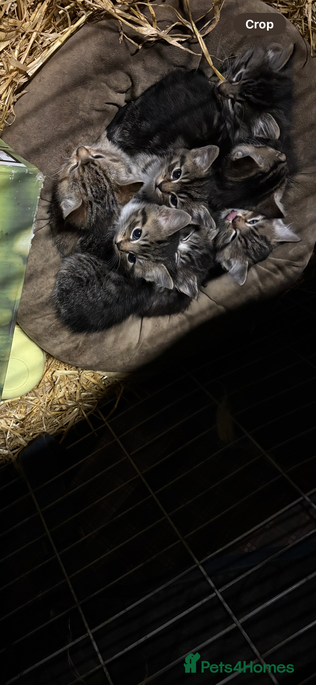 Mixed Breed cats for sale: Kittens  - Advert 2