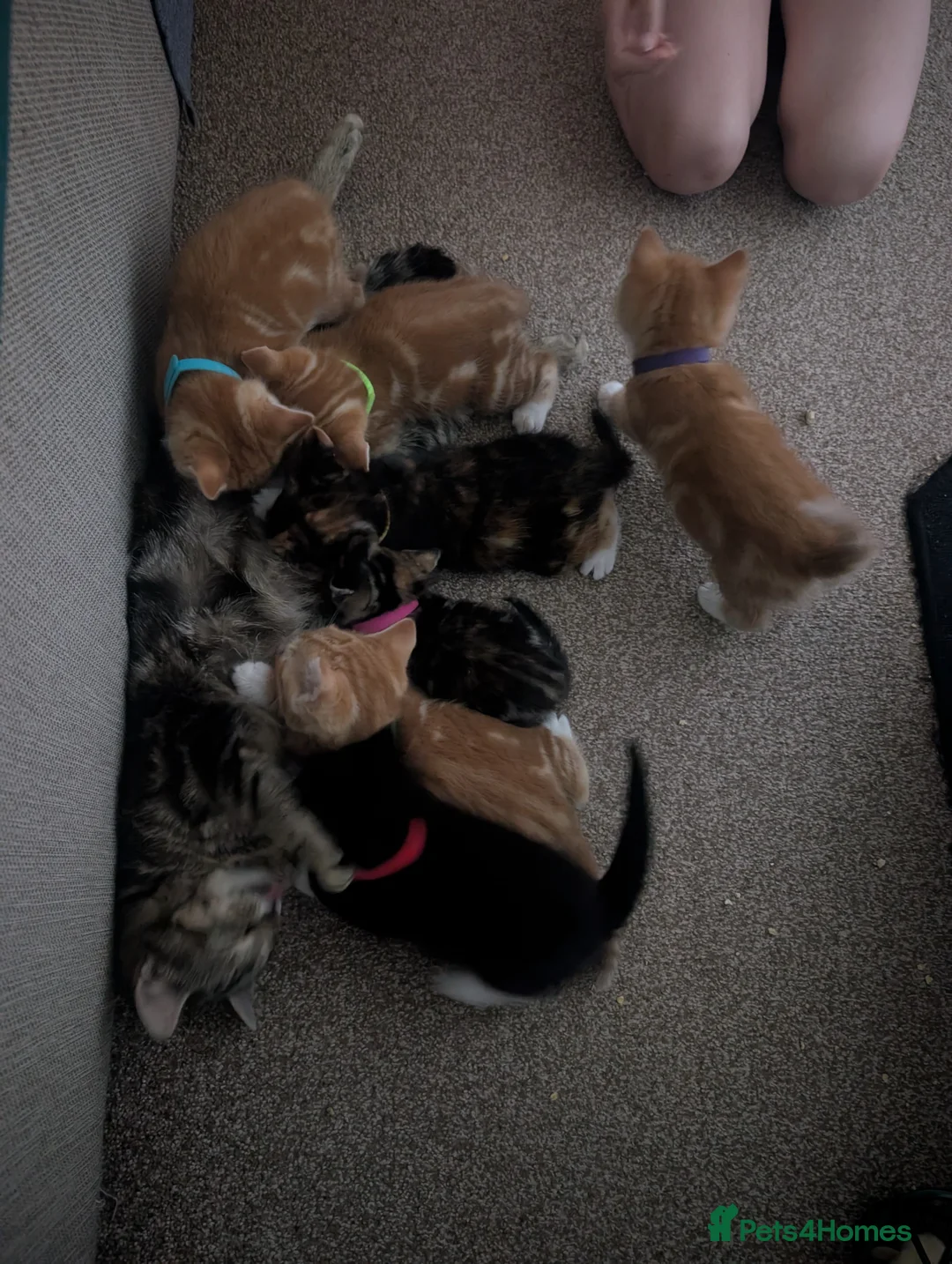 Domestic Shorthair cats for sale: Kittens - Advert 2
