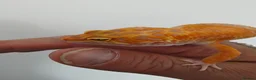 Leopard Gecko reptiles for sale: Tremper Albino Tang Leopard geckos for sale  - Advert 3