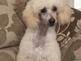 Miniature Poodle dogs Flossie Kc Reg Miniature Poodle - Advert 10