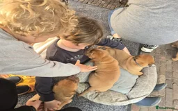 Dogue De Bordeaux dogs for sale: Dogue de Bordeaux puppies  - Advert 17