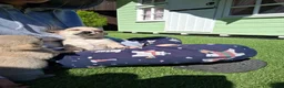 Chihuahua dogs for sale: Chihuahua cream boy ready for new home - Advert 9