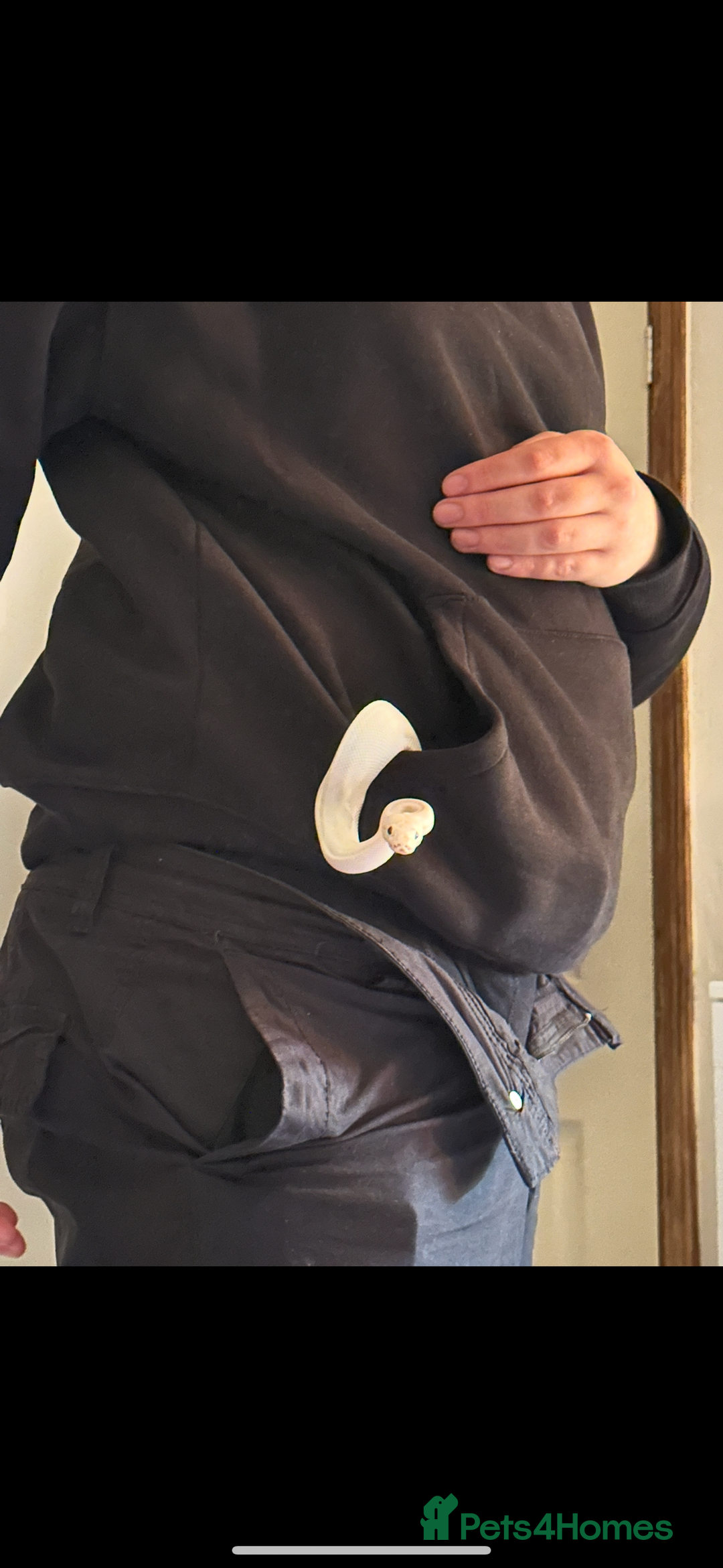 Python Snake reptiles for sale: Boy ball python  - Advert 4