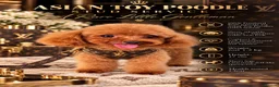 Toy Poodle dogs for stud: Asian Toy Poodle-TINY 1.2kg-TEDDYCUP - Advert 1