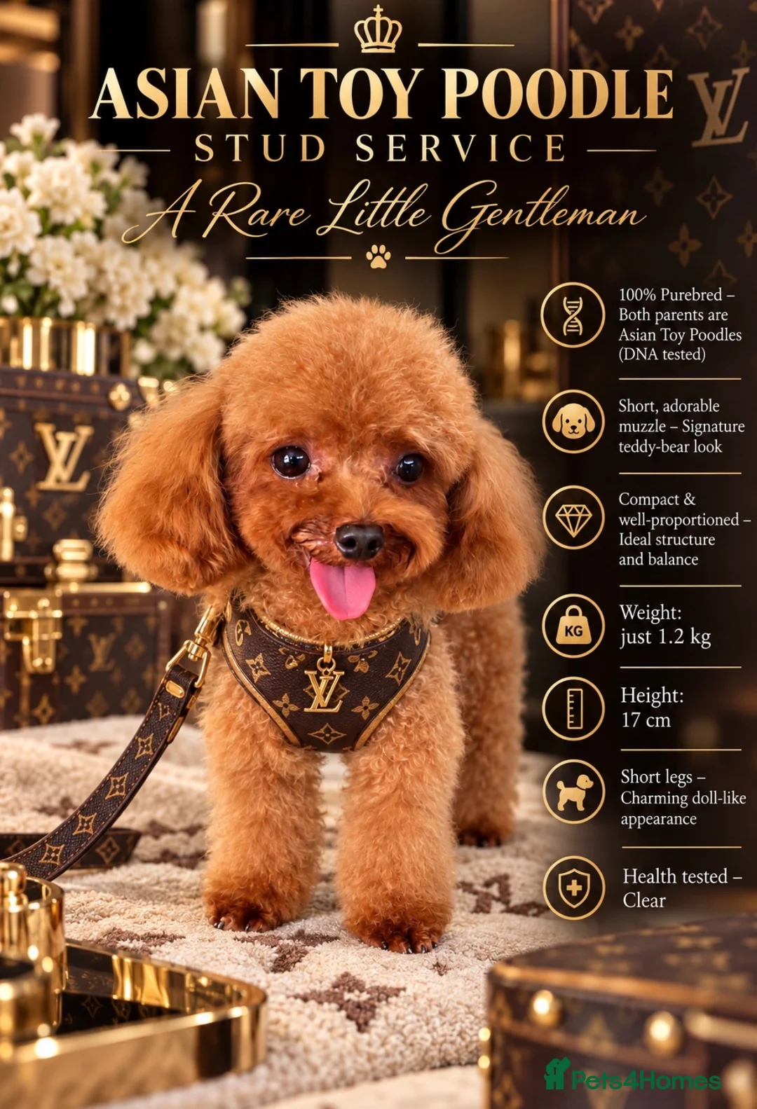 Toy Poodle dogs for stud: Asian Toy Poodle-TINY 1.2kg-TEDDYCUP - Advert 1