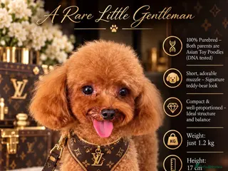 Toy Poodle dogs Asian Toy Poodle-TINY 1.2kg-TEDDYCUP - Advert 15