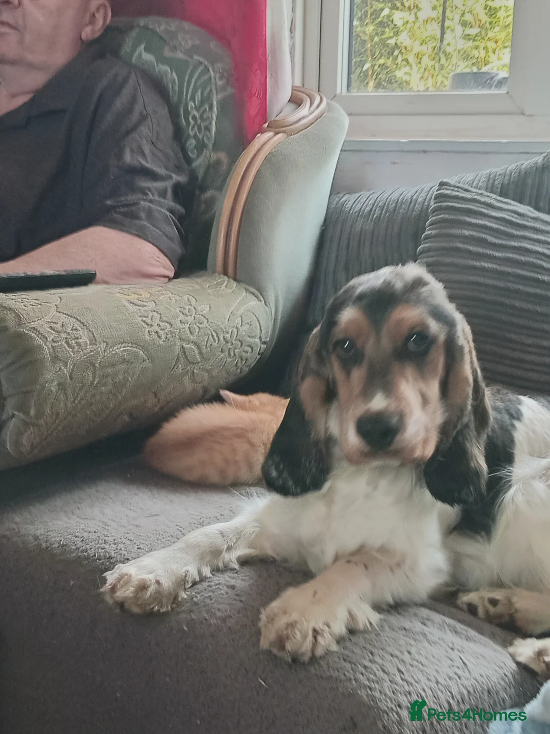 Cocker Spaniel dogs for sale: show type cocker spaniel boy  - Advert 1