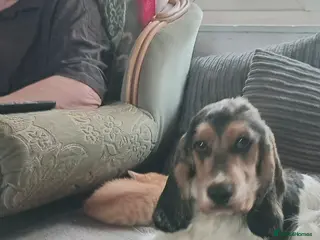 Cocker Spaniel dogs show type cocker spaniel boy - Advert 3