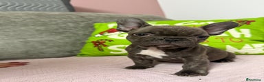 French Bulldog Puppy 3