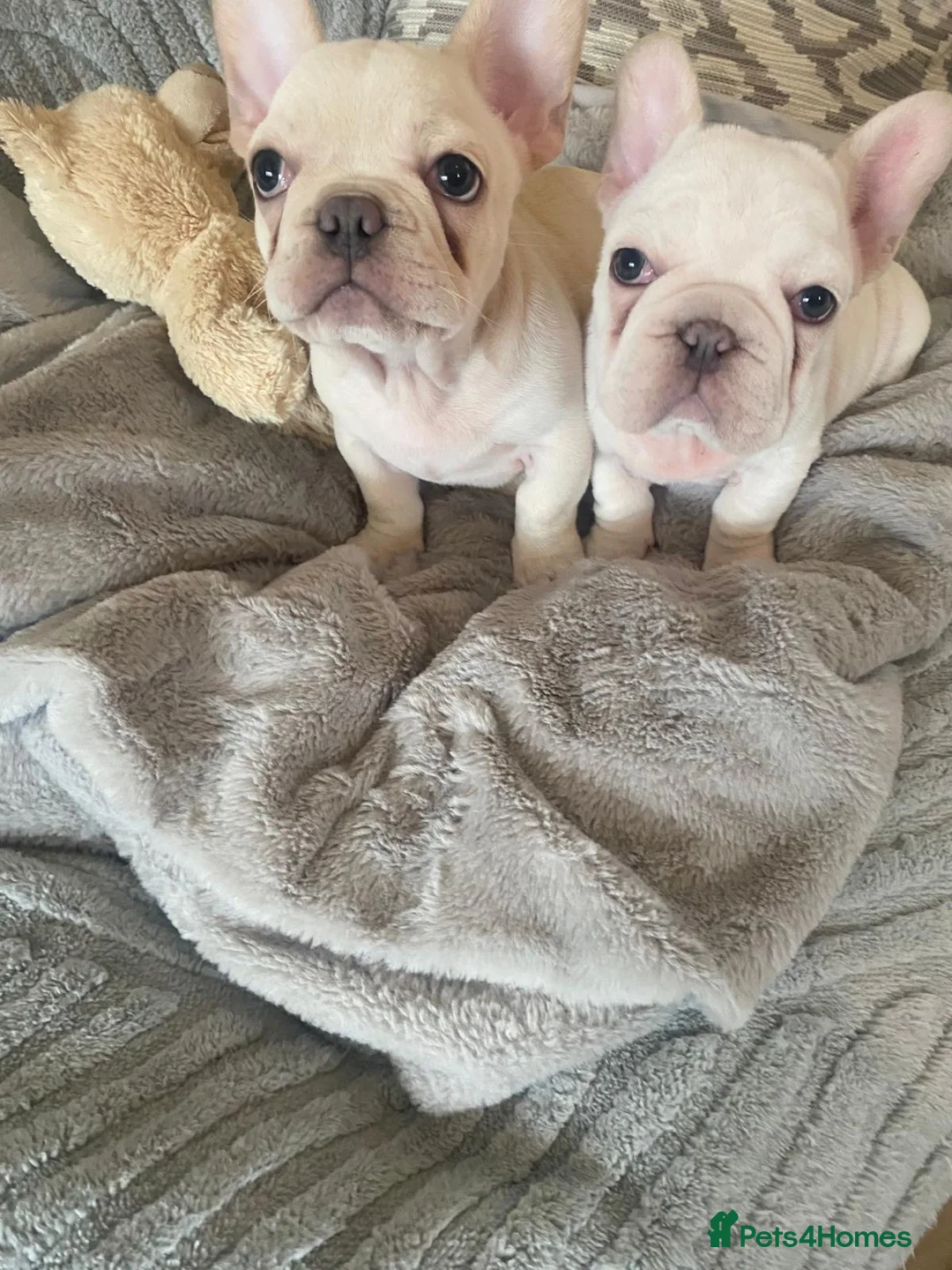 French Bulldog dogs for sale: French bulldog female and male available  in Willenhall - Advert 2