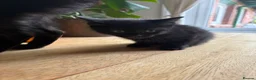 British Shorthair cats for sale: Six short haired black kittens  in Dover - Advert 2