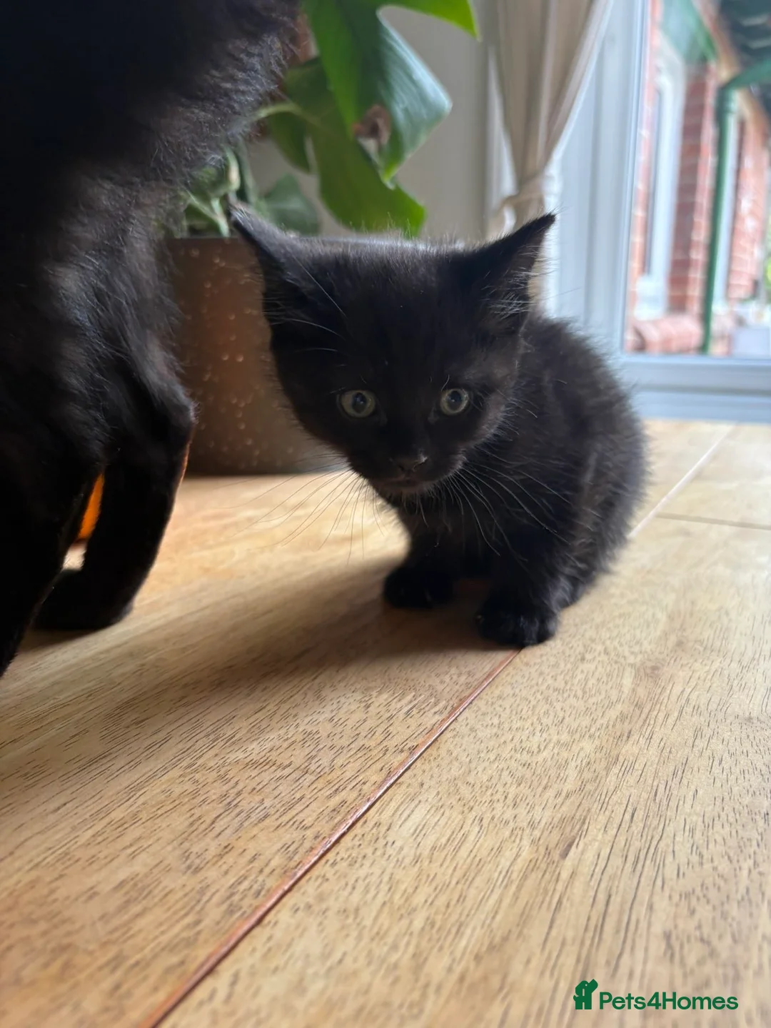 British Shorthair cats for sale: Six short haired black kittens  in Dover - Advert 2