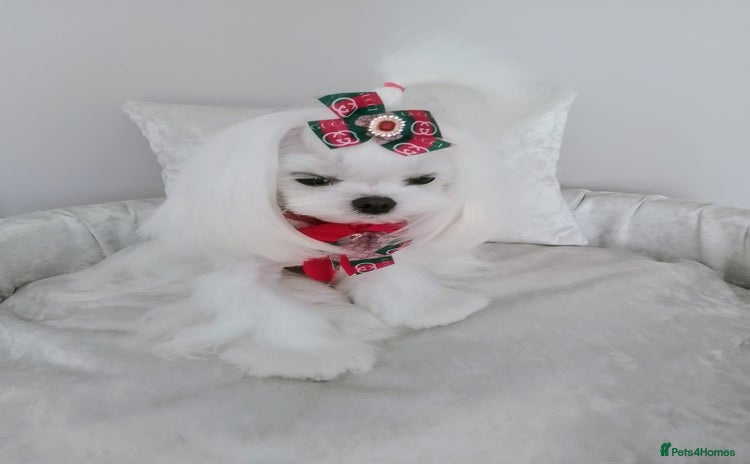 Maltese dogs - Advert 12