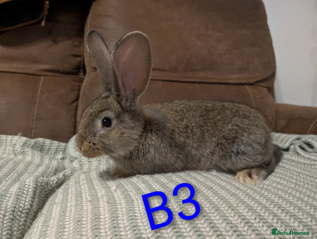 Continental Giant rabbits for sale: Continental giant  - Advert 2