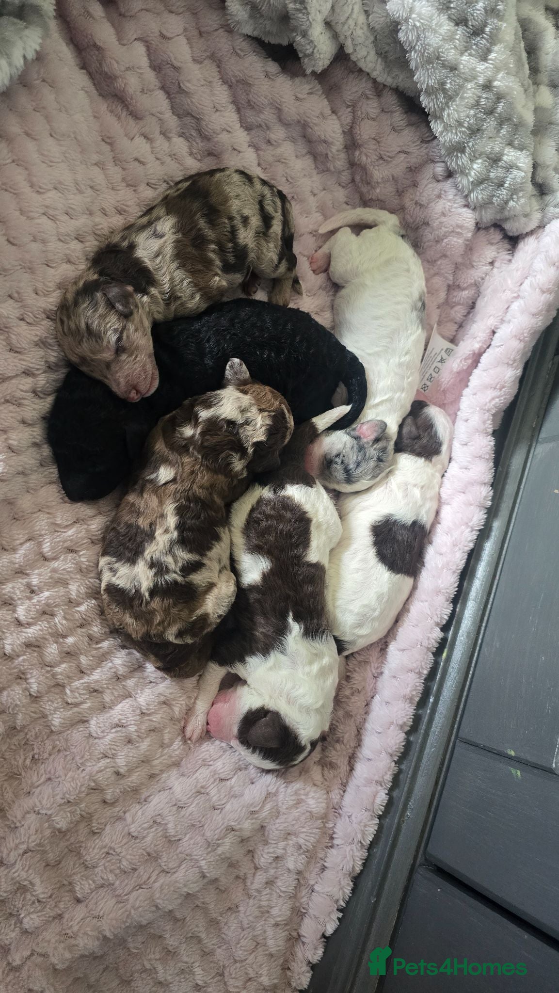 Cockapoo dogs F1BB cockapoo's for sale  - Advert 2