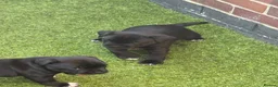 Staffordshire Bull Terrier dogs for sale: Staffordshire bull terrier - Advert 11
