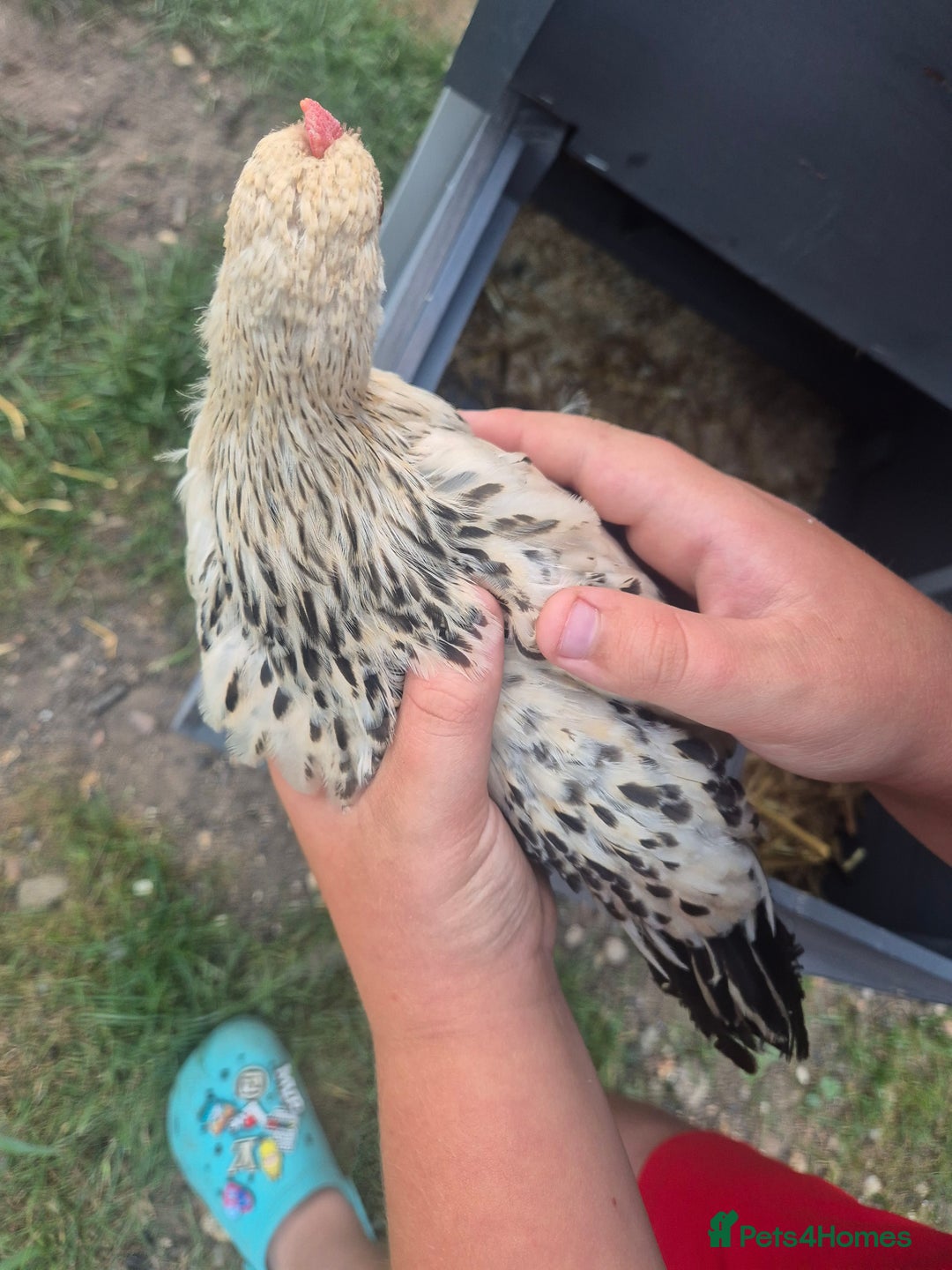 Chickens poultry for sale: Sablepoot bantam cockerel - Image 5