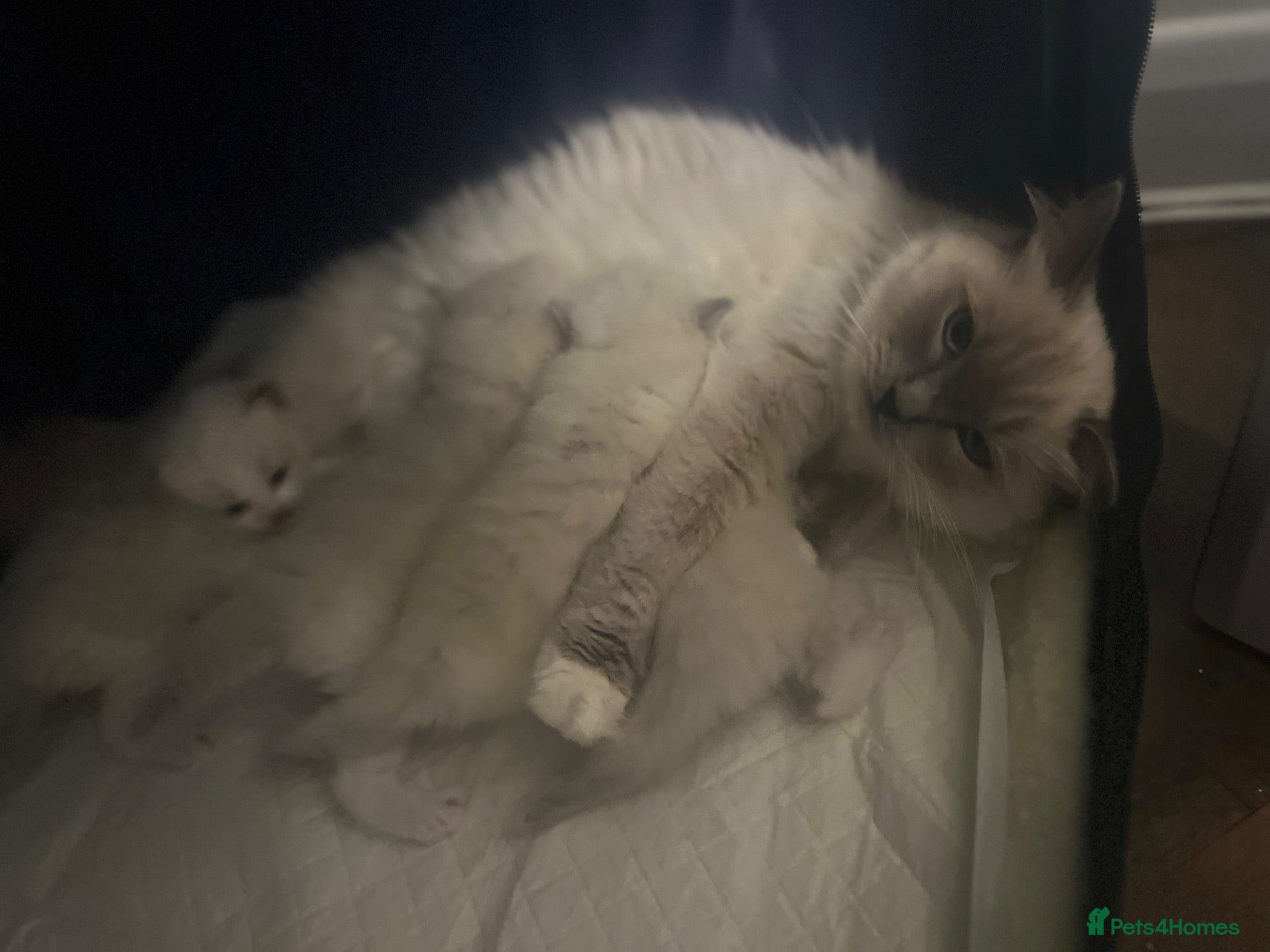 Ragdoll cats Champion Lines TICA Registered Ragdoll Kittens - Advert 2