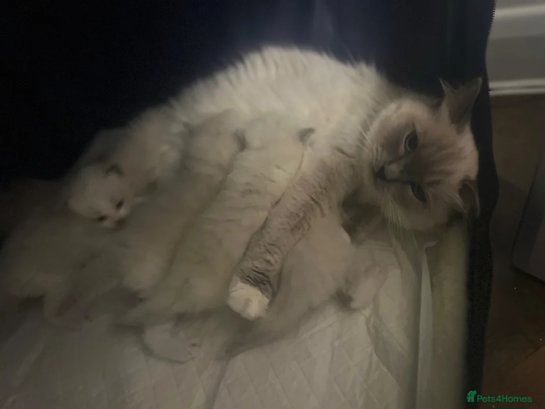 Ragdoll cats for sale: Champion Lines TICA Registered Ragdoll Kittens - Advert 2