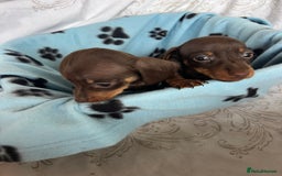 Dachshund dogs for sale: DACHSHUND PUPPIES  - Image 8