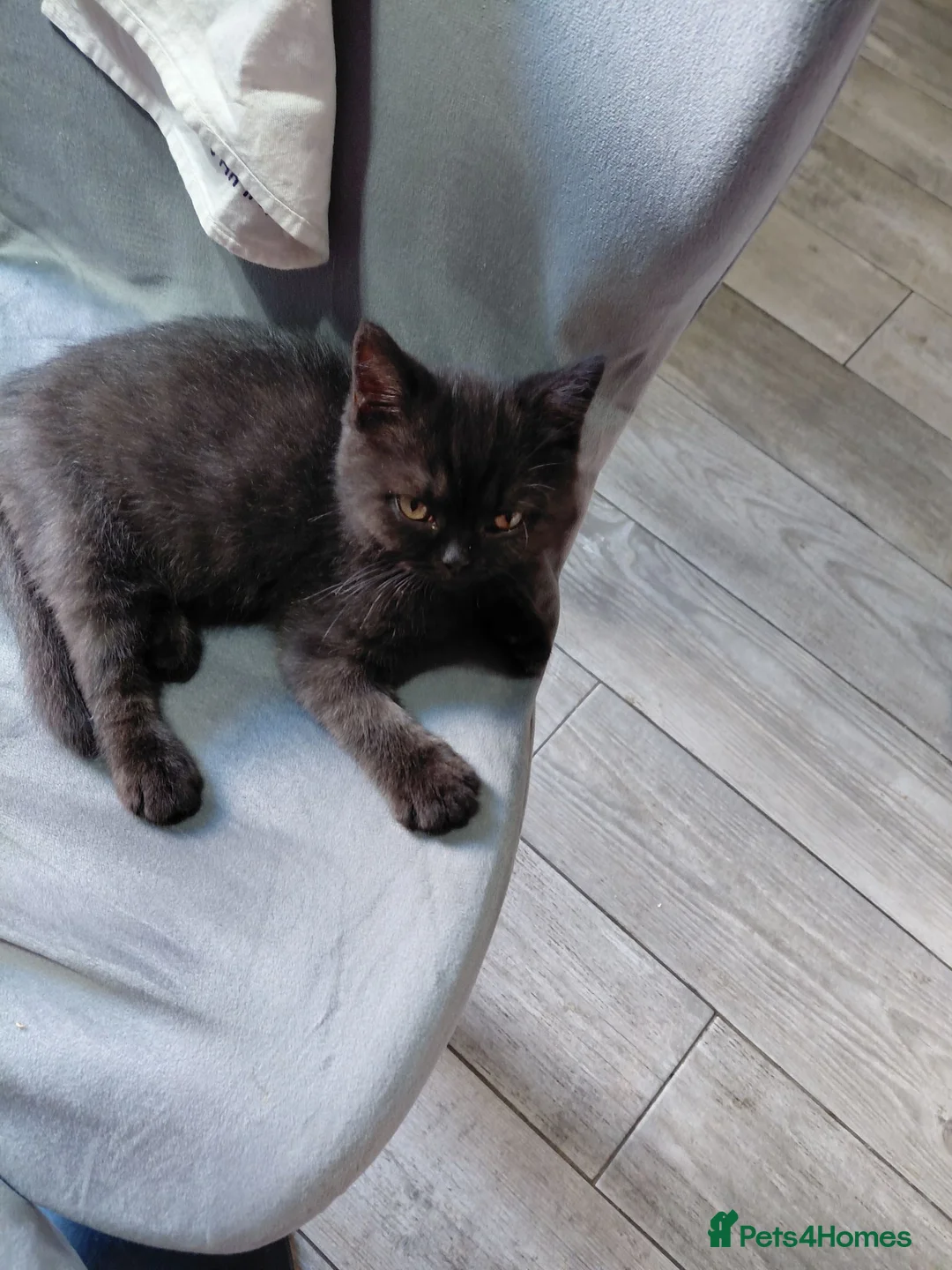 British Shorthair cats for sale: Last little chocolate boy - Advert 2