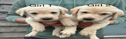 Labrador Retriever dogs for sale: Yellow lab pups  in Bishops Castle - Advert 5