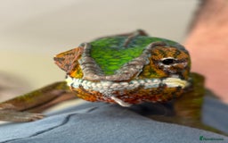 Chameleon reptiles for sale: Male chameleon and full set up  - Image 1