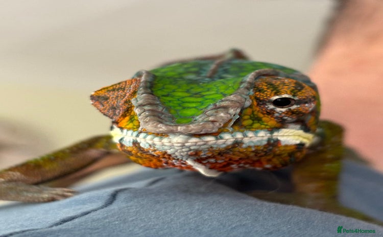 Chameleon reptiles - Advert 1