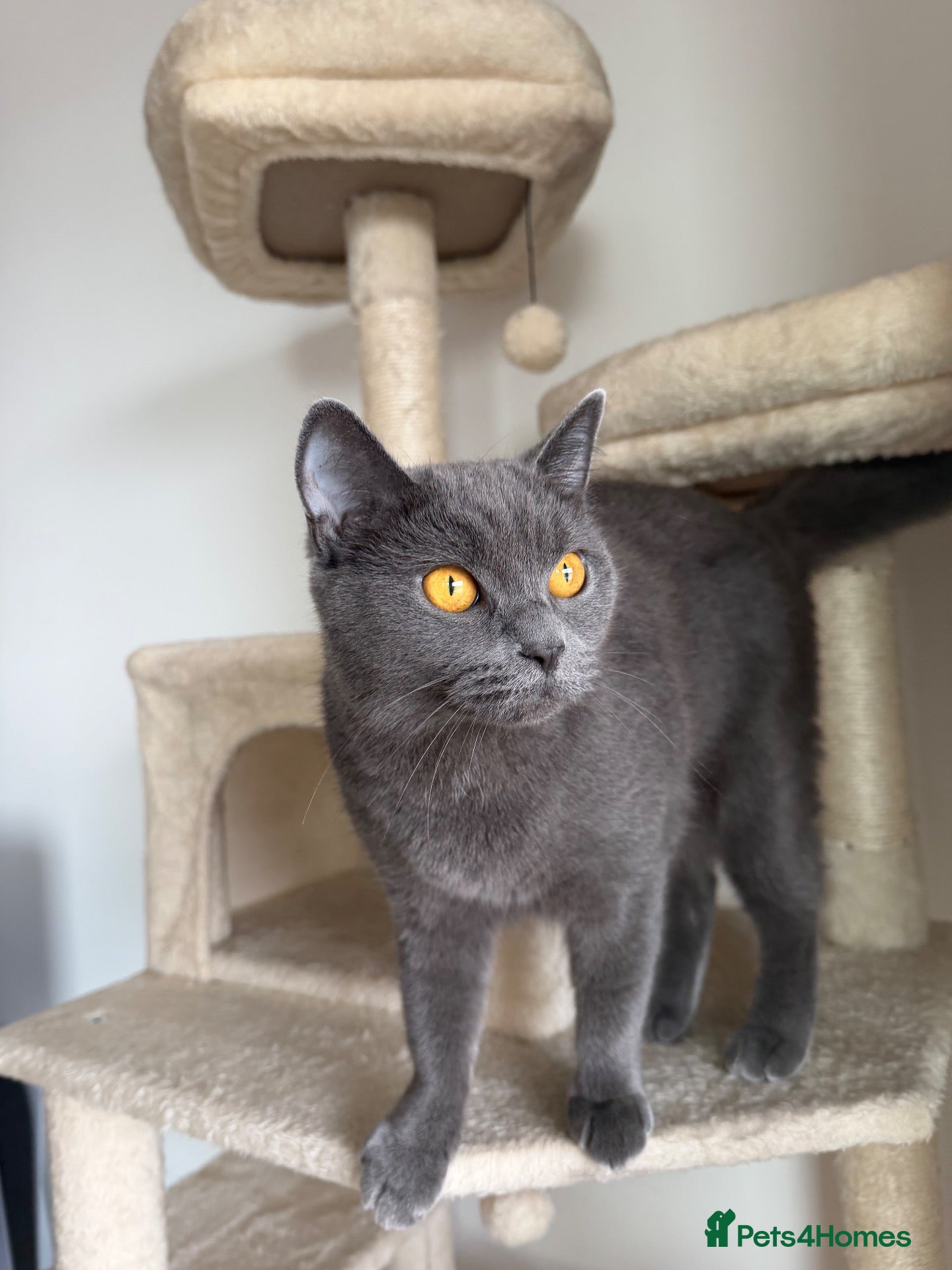 British Shorthair cats for sale: british short hair - Advert 1
