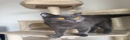 British Shorthair cats for sale: british short hair - Advert 1