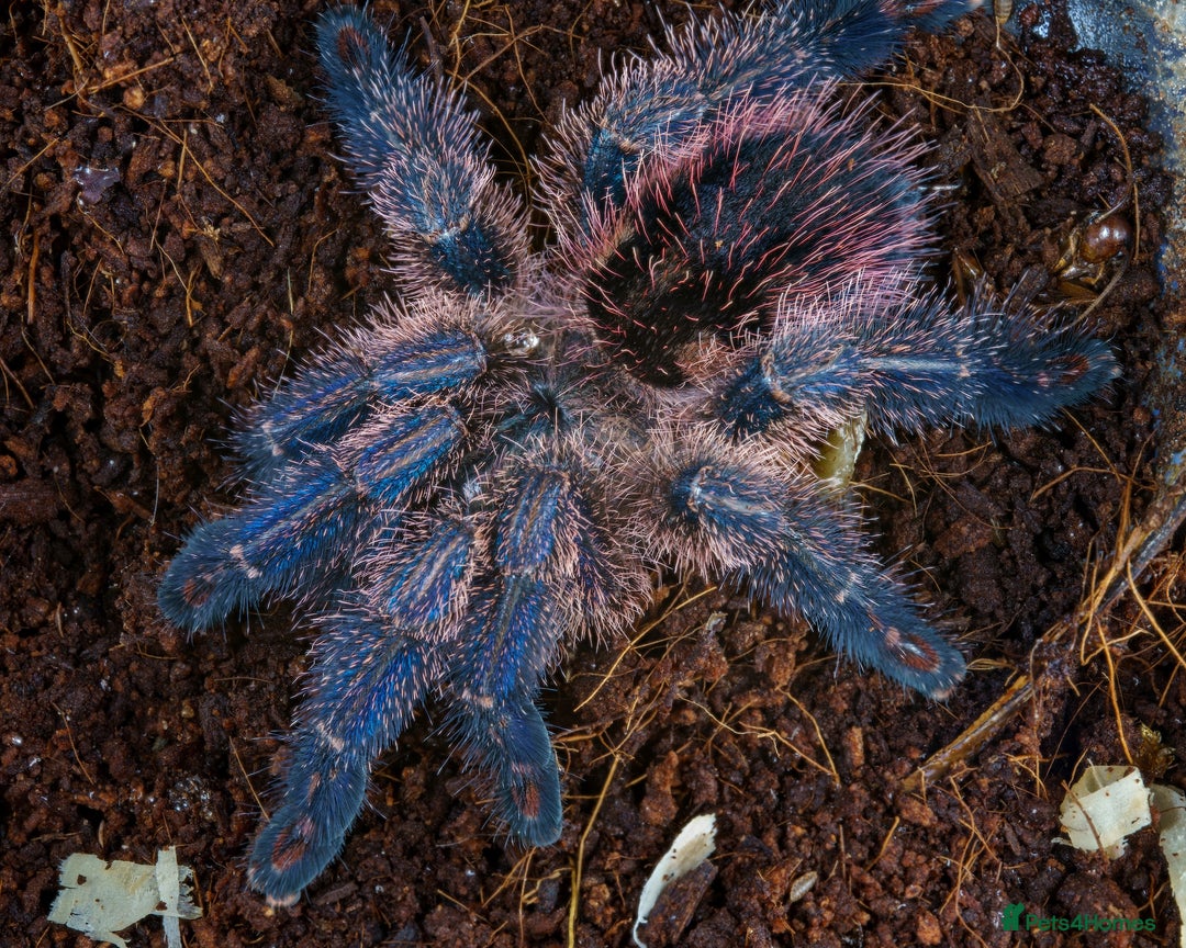 Tarantulas invertebrates for sale: Five species of rare tarantula - Advert 5