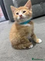 Mixed Breed 5 - Blue Collar
