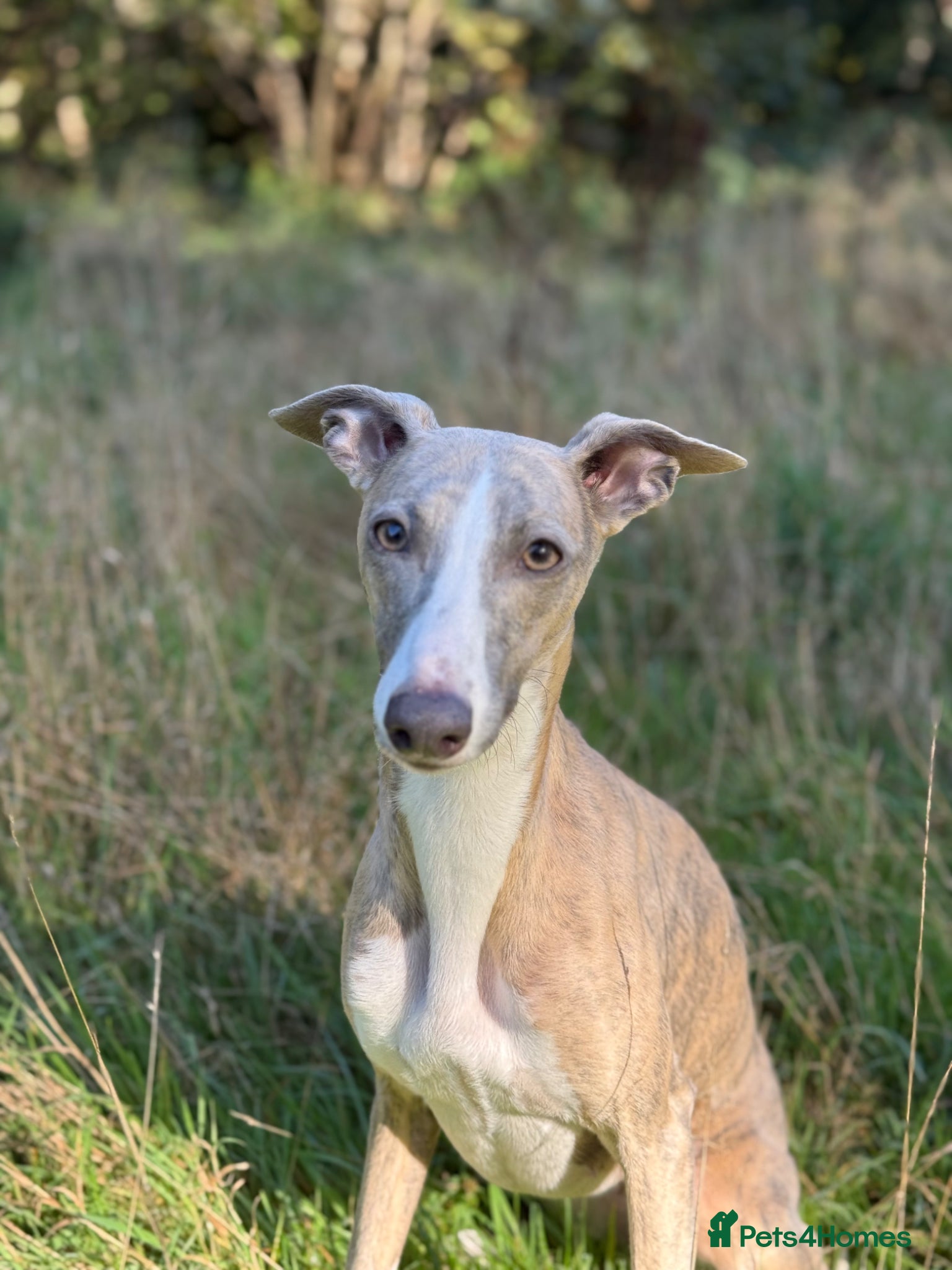 Whippet dogs KC Whippets Waitlist - Advert 2