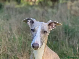 Whippet dogs KC Whippets Waitlist - Advert 2