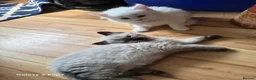 Ragdoll cats for sale: COUPLE OF ragdolls left - Advert 4
