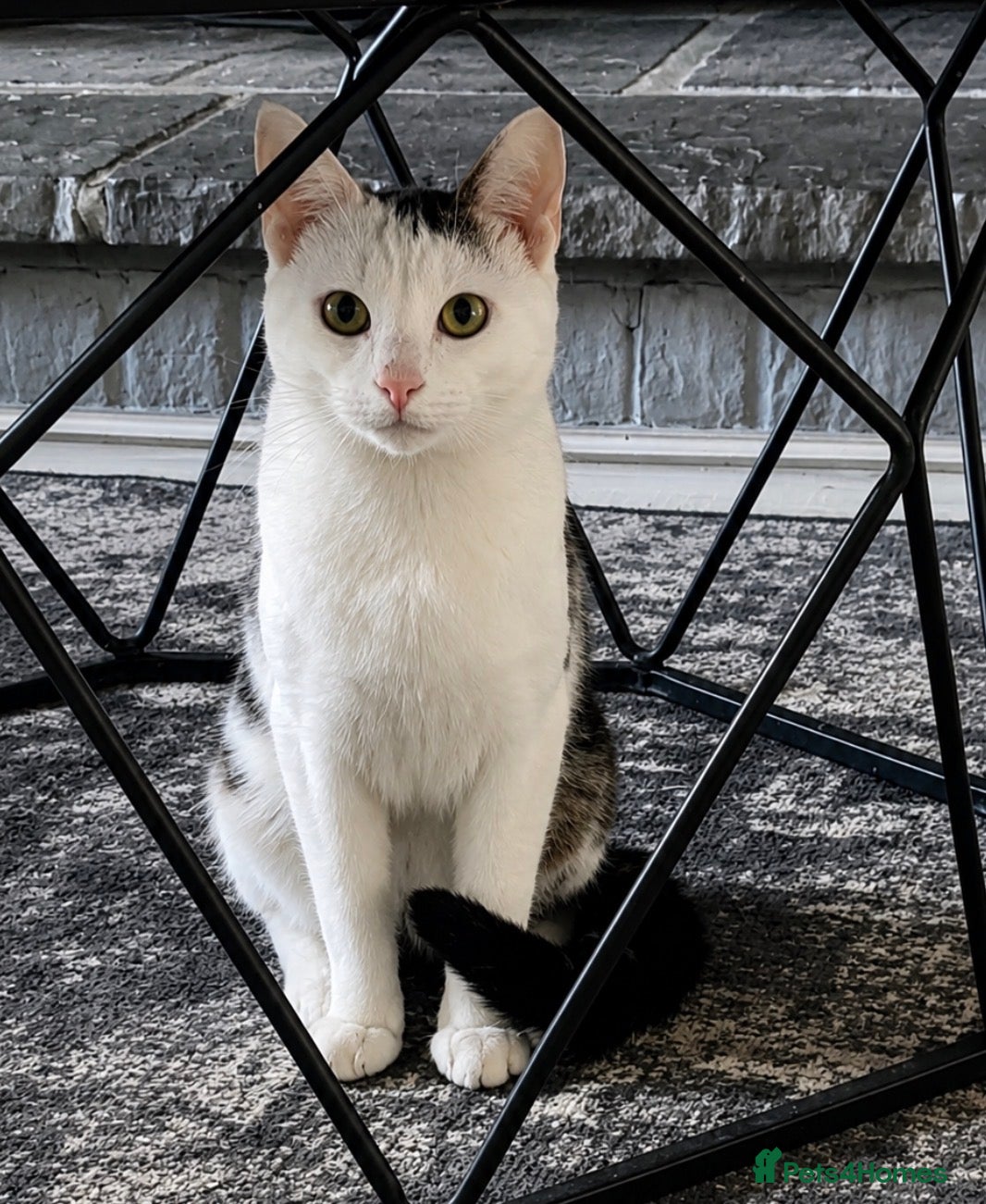 Mixed Breed cats cats12 - Advert 7