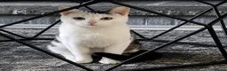 Mixed Breed cats for sale: cats12 in Porth - Advert 1
