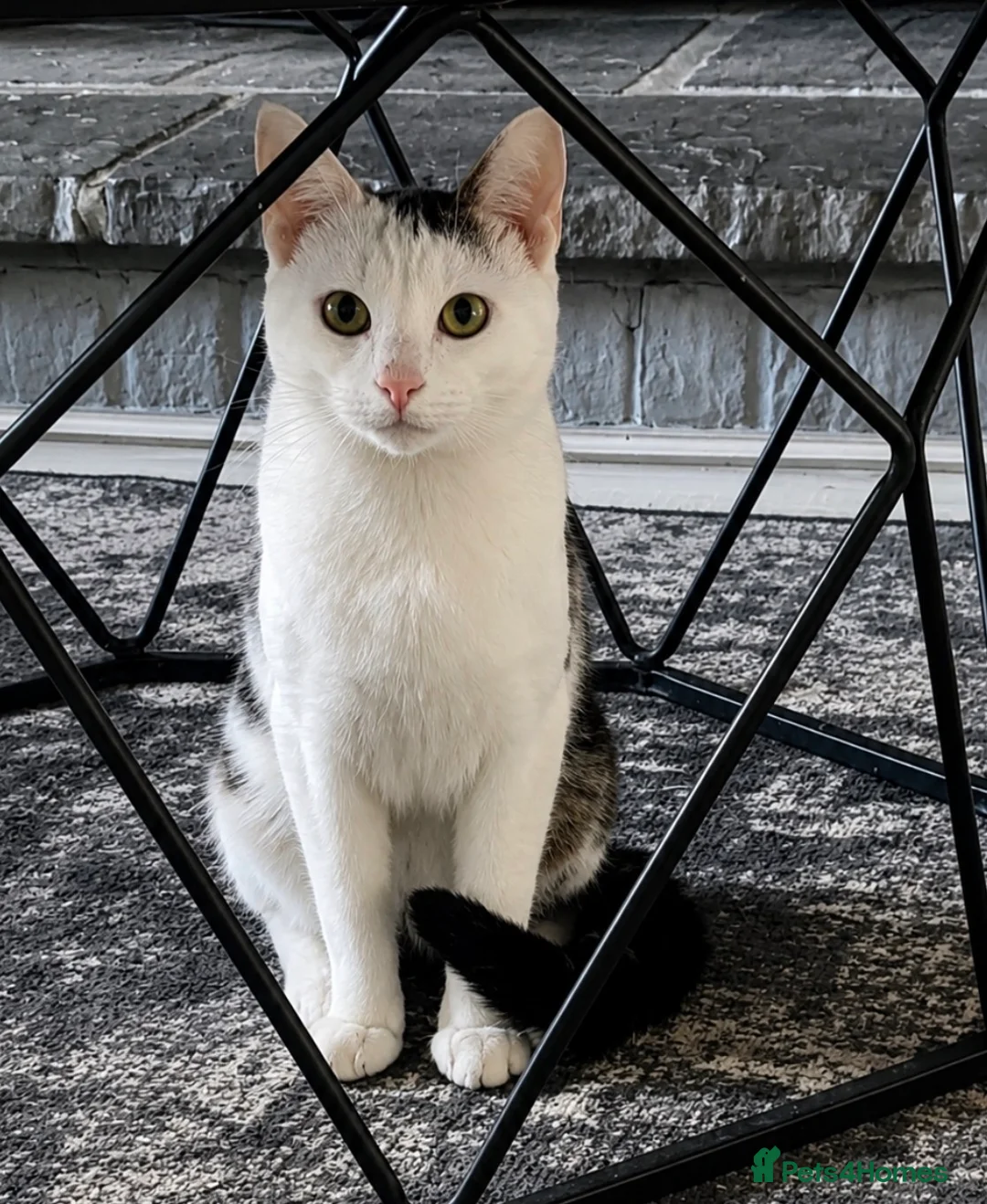 Mixed Breed cats for sale: cats12 in Porth - Advert 1