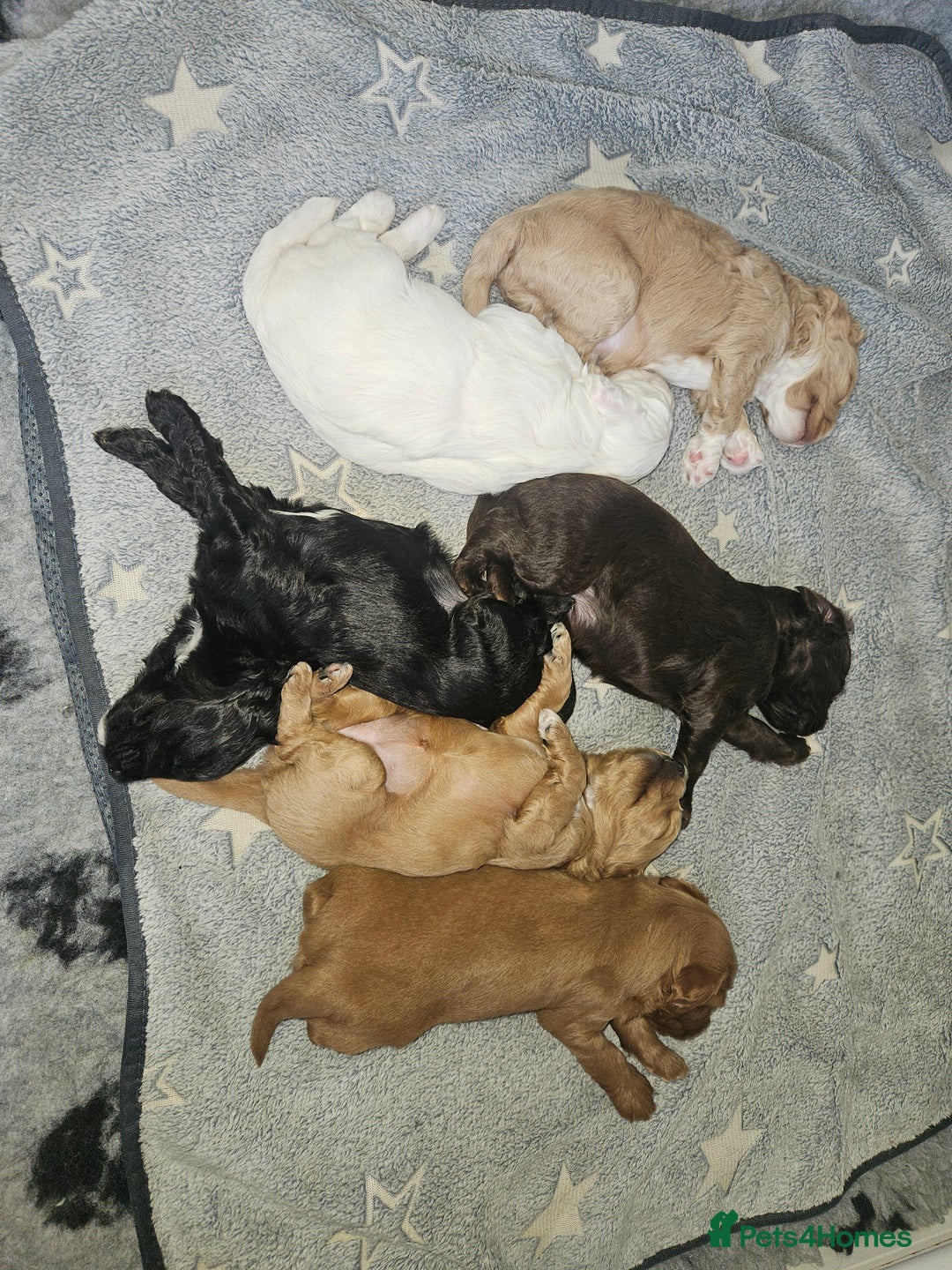 Australian Labradoodle dogs for sale: Australian Labradoodle Hybrid Puppies - Advert 11