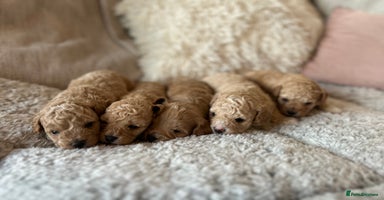 Cavachon dogs - Advert 15