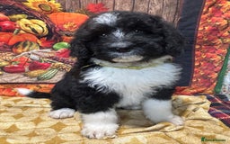 Bernedoodle dogs for sale: Bernedoodles  - Image 5