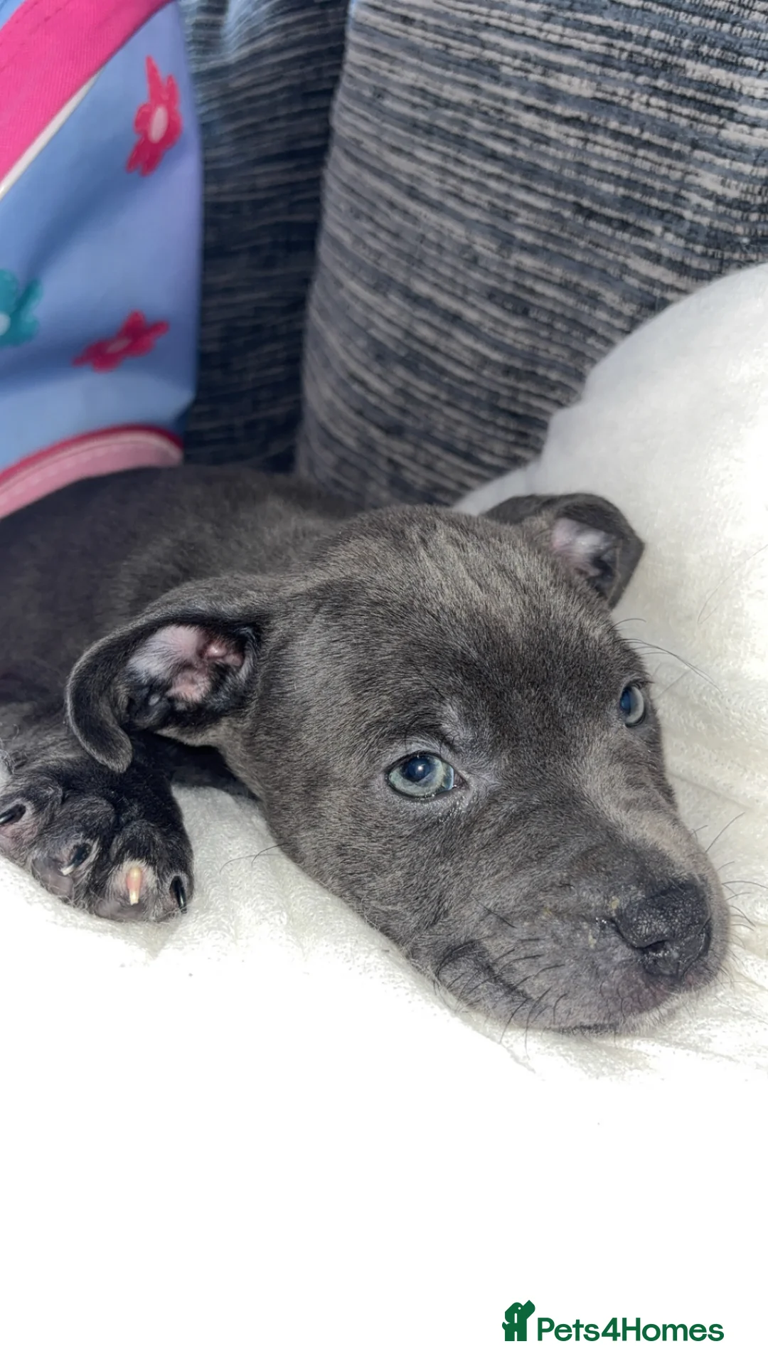 Staffordshire Bull Terrier dogs for sale: Blue Staff Puppy  in Nottingham - Advert 2